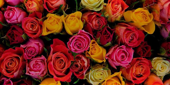 Ecuadorian Roses