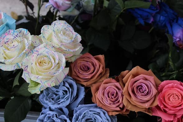 Tinted Roses