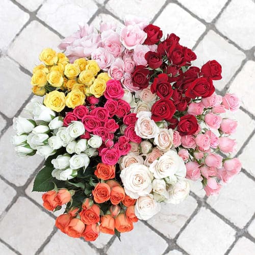 Spray Roses