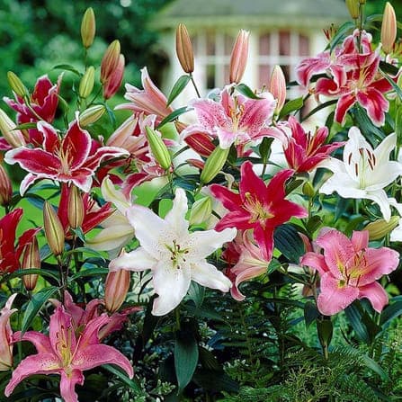 Asiatic Lily (3-5 Buds)