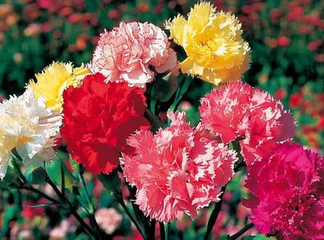 Carnations