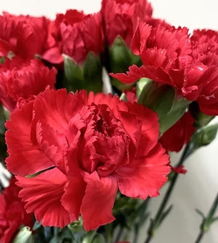 Mini Carnations
