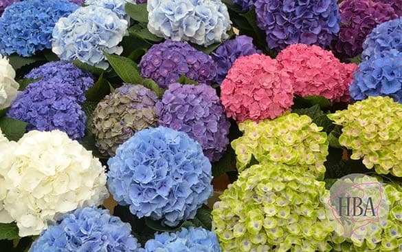 Hydrangeas