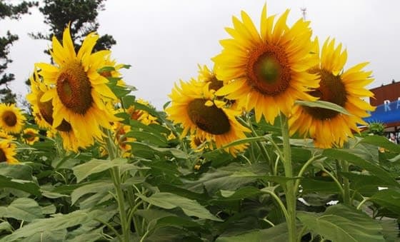 Sunflower Large