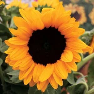 Sunflower Vincent Choice