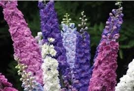 Delphinium