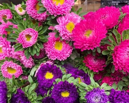 Aster