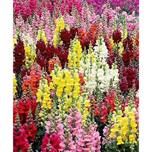 Snapdragon
