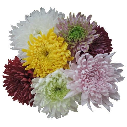 Cremon (Chrysanthemum)