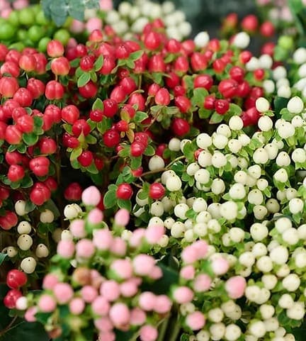 Hypericum