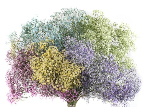 Gypsophila Xlence