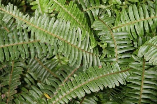 Helecho (Fern)