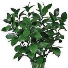 Ruscus