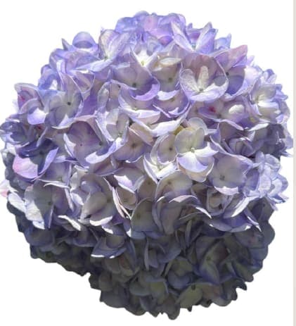Colombian Hydrangea