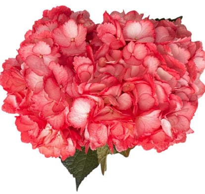 Colombian Hydrangea Tinted