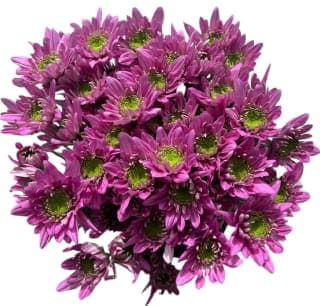Poms Novedad
