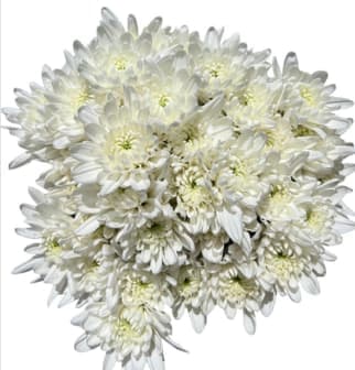 Poms Cushion