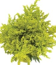 Aster Natural (Colombia)