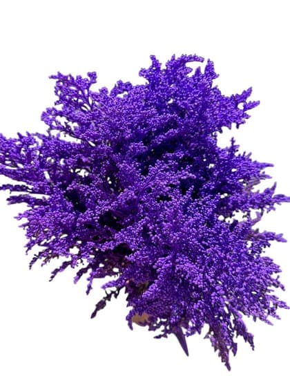 Aster Tinted (Colombia)