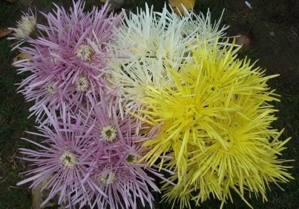 Spider Chrysanthemum