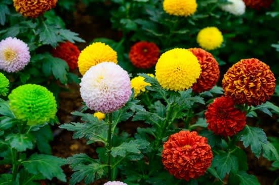 Pompon