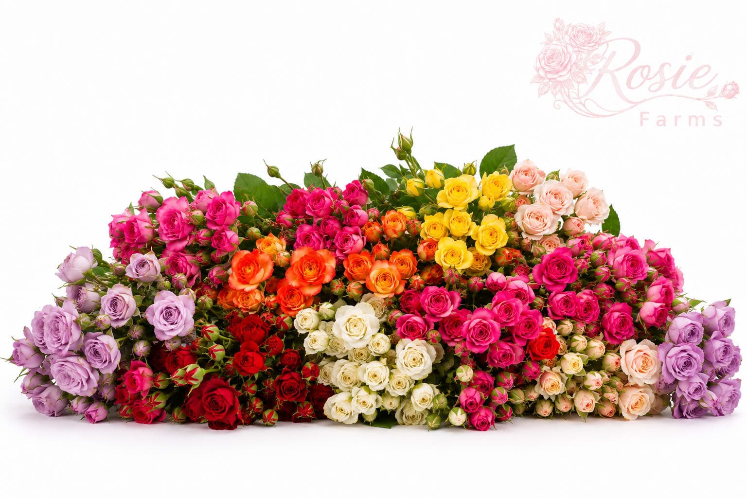 Spray Roses