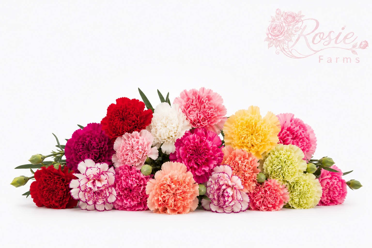Carnations