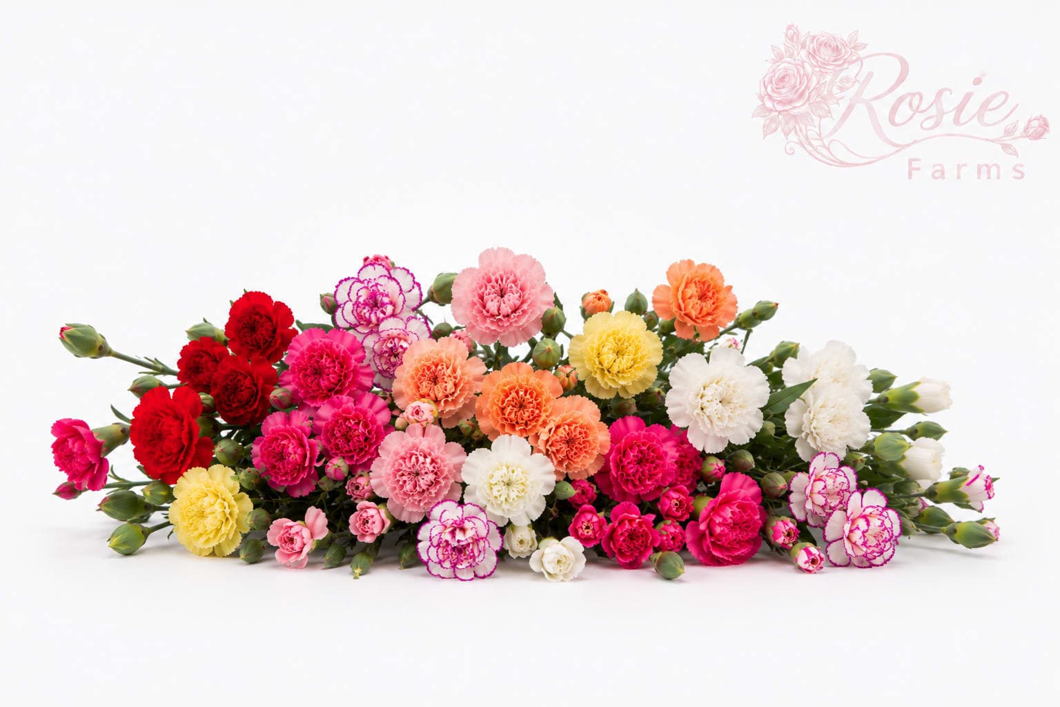 Mini Carnations