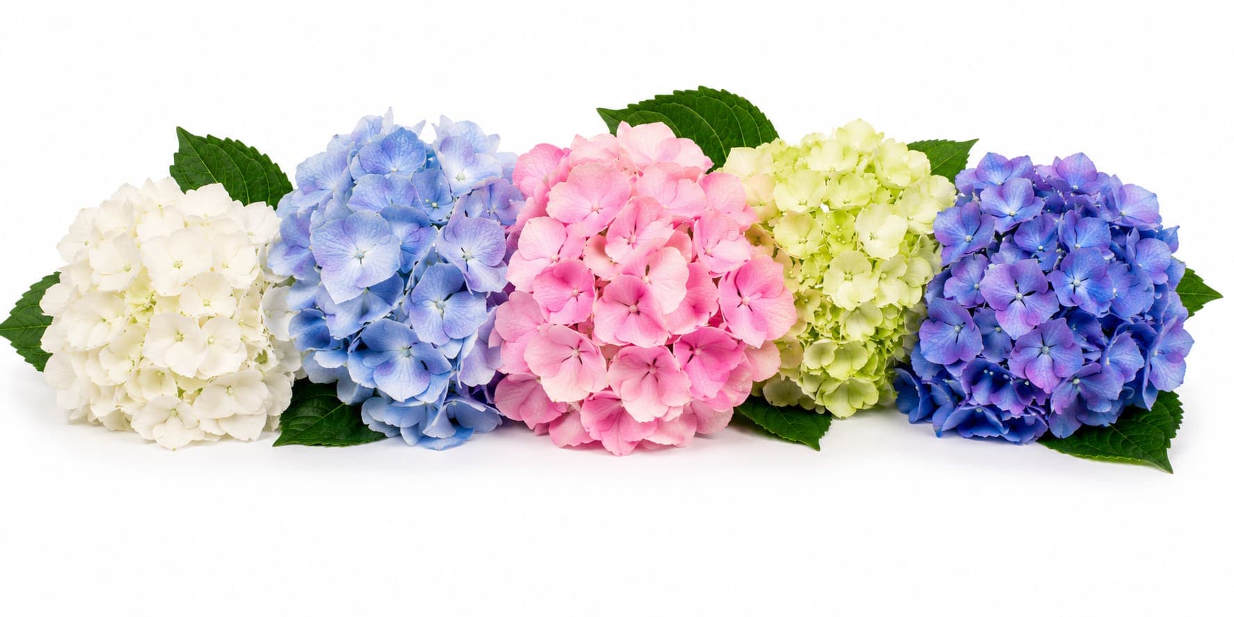 Hydrangeas