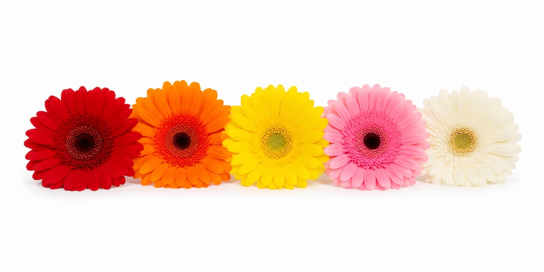 Gerberas